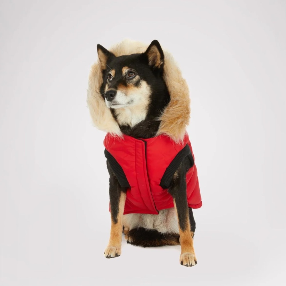 🐶🐾Pajar jacket 🐶 - Picture 2 of 5